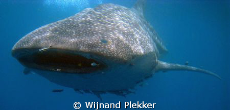 Snorkeling with whaleshark by Wijnand Plekker 