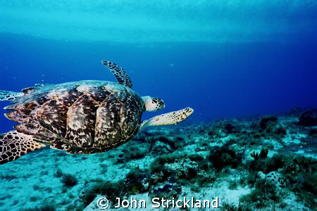 nikonos 15mm by John Strickland 