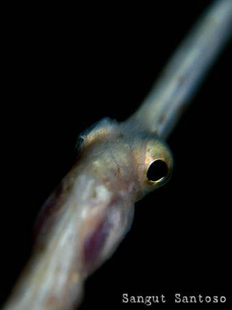 Eyes in the dark (Trachyrhamphus bicoarctatus). 
Canon G... by Purwono Santoso 
