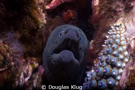 My what nice teeth... A pacific Moray on the reef at Anac... by Douglas Klug 