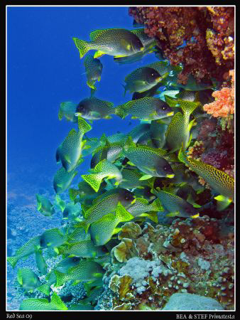 Blackspotted sweetlips (Plectorhinchus gaterinus). Canon ... by Bea & Stef Primatesta 