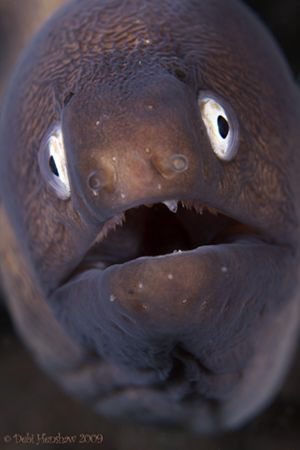 "Bright Eyes"  Close up of a White eyed Moray No Cropping... by Debi Henshaw 