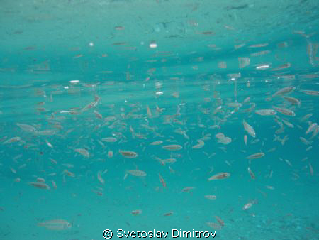 Right beneath the surface! by Svetoslav Dimitrov 