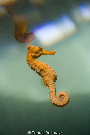 Seahorse swimming, under Ecomarine Pier, Utila. Canon EOS... by Tobias Reitmayr 