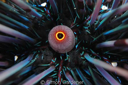 shot with nikon D70s and 60mm macro lense by Simon Gardener 