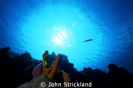 nikonos 15mm by John Strickland 
