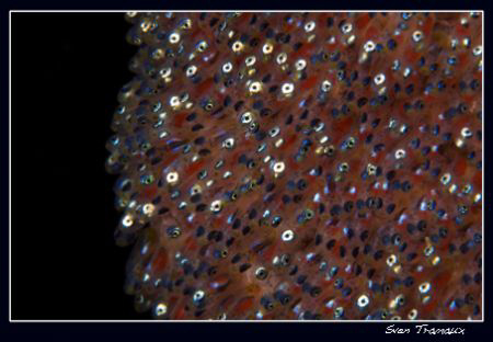 The day before we where born... Two banded anemonfish by Sven Tramaux 