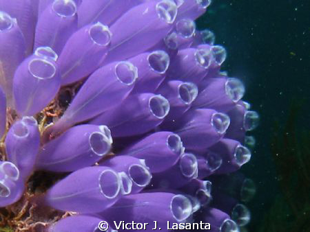 Blue Bell Tunicate at la Nariz Dive site in Mayaquez area... by Victor J. Lasanta 