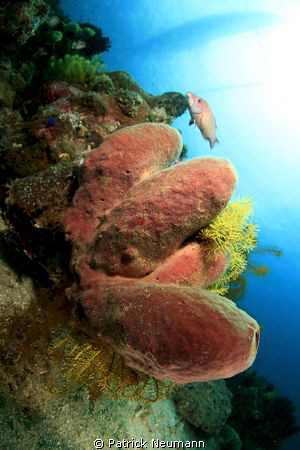 Anilao 2009 ;-) by Patrick Neumann 