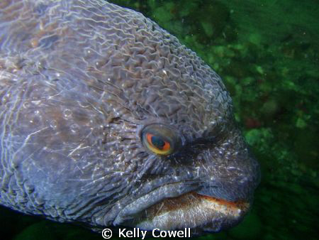 wolf eel at Day Island, Puget Sound, Tacoma, WA by Kelly Cowell 