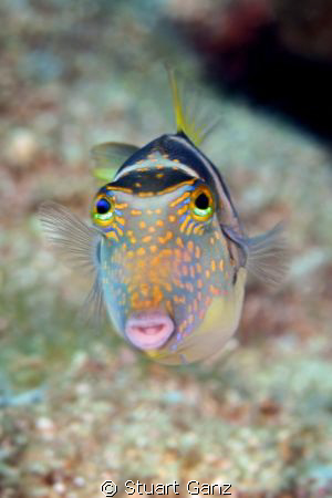 Crowned Toby - Photograph taken with Canon 20D, 60 MM mac... by Stuart Ganz 