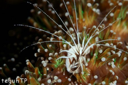 Common Barnacles...Canon EOS 400D, Sea n Sea Housing and ... by Teguh Tirtaputra 