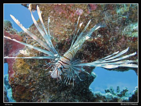 Common young lionfish. (Pterois volitans) Canon G10 & Ino... by Bea & Stef Primatesta 