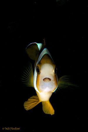 "Oooh where did you come from?" by Debi Henshaw 