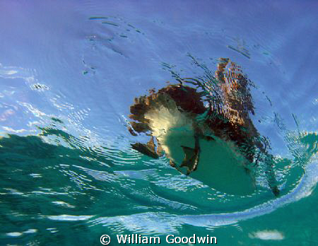 Pelican - ventral view... by William Goodwin 