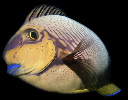 Eyestripe Surgeonfish by Martin Dalsaso 