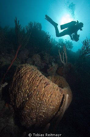 Early morning, sponge with Christine filming in the backg... by Tobias Reitmayr 