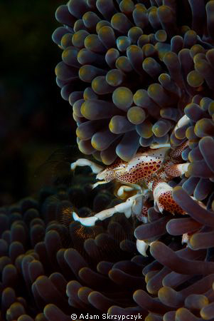 Feeding porcelain crab. by Adam Skrzypczyk 