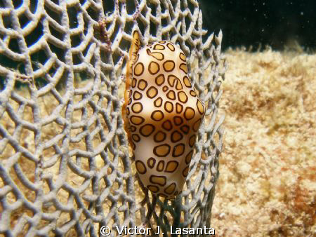 Nice Flamingo Tongue at Las Gatas Dive site in Mayaquez a... by Victor J. Lasanta 