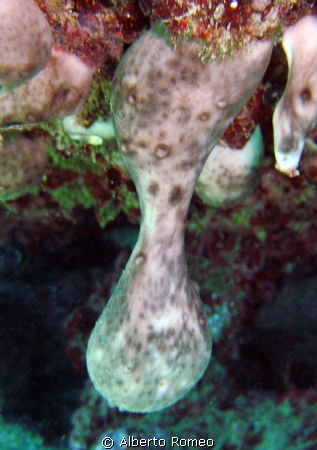 This shot show the born of a  new sponge: by the "mother"... by Alberto Romeo 