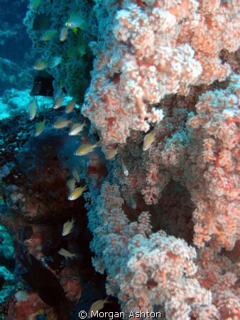 Soft Coral Landscape at 100 feet. Sea and Sea DX-1G. by Morgan Ashton 