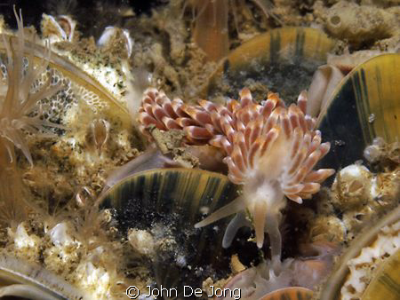 Trinchesia gymnota, another colourfull specie from our gr... by John De Jong 