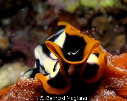 Light,Camera,pose! by Bernard Maglana 