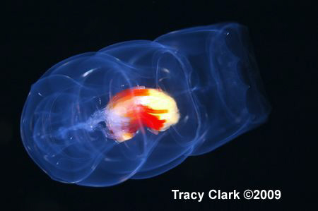 Underwater Alien. Pelagic Invertebrate, taken while engag... by Tracy Clark 