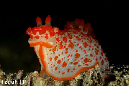 Nudi Branch, Canon EOS 400D, Sea n Sea housing and YS 90 ... by Teguh Tirtaputra 