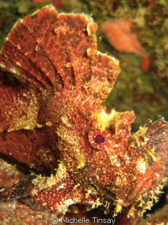 leaf scorpion fish taken at leleiwi dive site in hilo haw... by Michelle Tinsay 