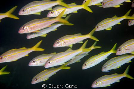 Night School by Stuart Ganz 