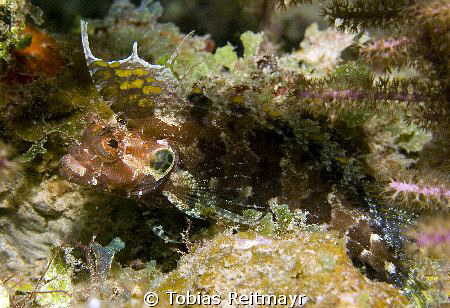 Quillfin Blenny, Laguna Beach, Utila. Canon EOS 350d, 18-... by Tobias Reitmayr 