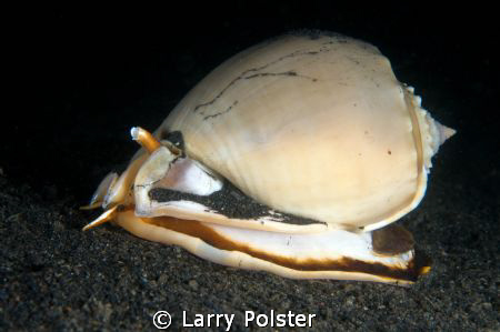 Muck diving Lembeh, D300-60mm by Larry Polster 