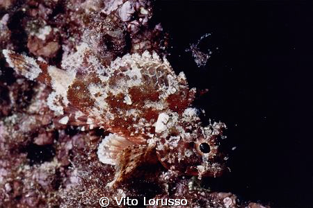 Fishs by Vito Lorusso 