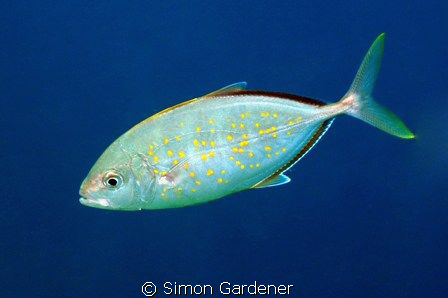 this was shot in Dibba Rock before the red tide last year... by Simon Gardener 