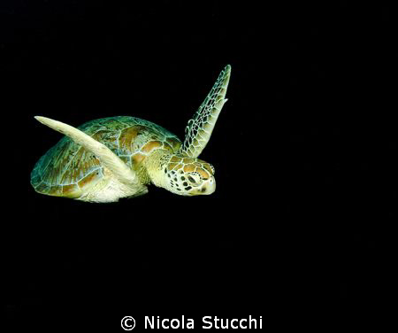 Turtle swimming in Sipadan.
Oly C5060 with two YS-60/S s... by Nicola Stucchi 