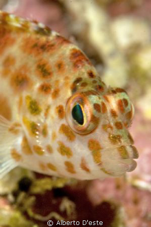 Hook Fish by Alberto D'este 