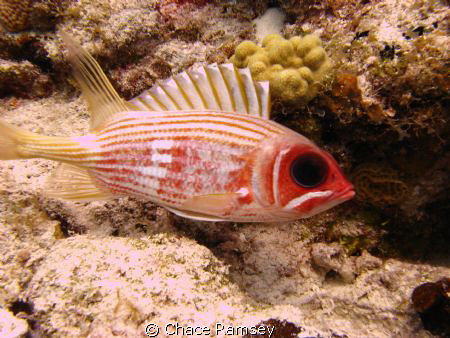 Squirel fish in Cozumel Mexico, taken with Canon A570IS w... by Chace Ramsey 