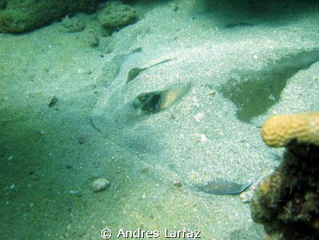 Six feet ray waiting for the right moment... by Andres Larraz 