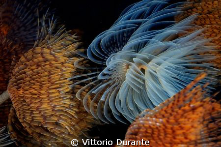 Fireworks by Vittorio Durante 