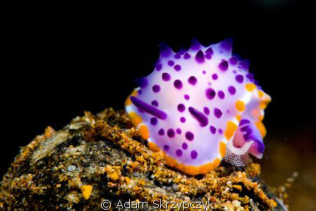 Nudi with eggs (probably - Mexichromis macropus) by Adam Skrzypczyk 