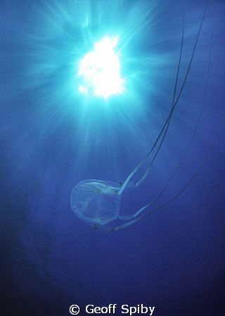 box jelly by Geoff Spiby 