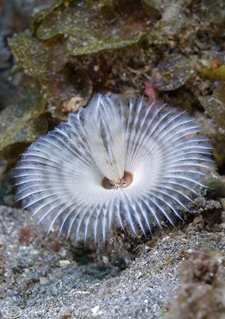Tube worm. Lembeh. D200, 60mm. by Derek Haslam 