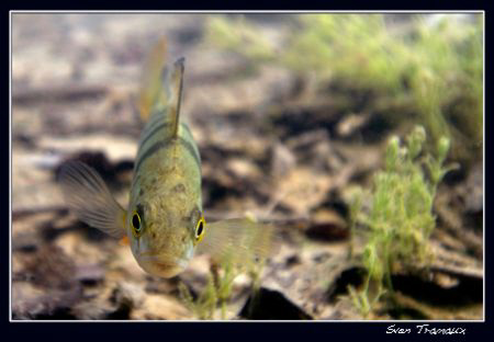 A curious perch by Sven Tramaux 