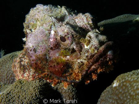 Stone Fish by Mark Tarsh 