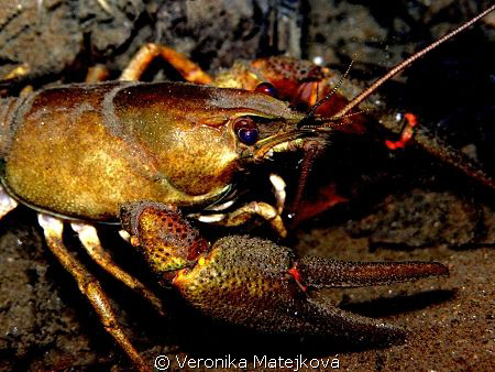 crayfish by Veronika Matějková 