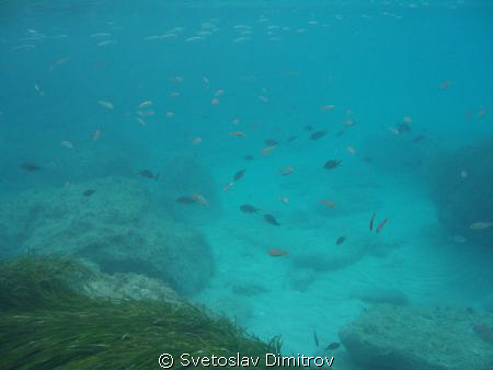 Underwatern scenery - beggining of the shore dive, Kaland... by Svetoslav Dimitrov 