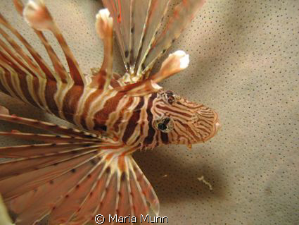 Lionfish resting on a fan taking with a Canon Powershot 5... by Maria Munn 