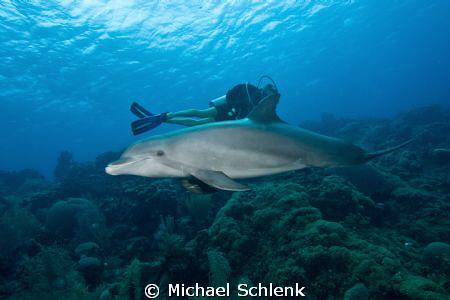 Bottlenose dolphin and diver by Michael Schlenk 