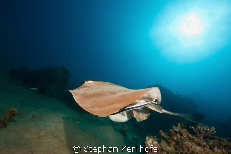 feathertail stingray (pastinachus sephen) taken in Na'ama... by Stephan Kerkhofs 